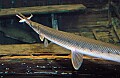 DSC_7955 long nose gar.jpg