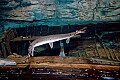 DSC_7957 longnose gar and prey.jpg