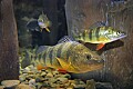 DSC_7965 yellow perch.jpg