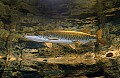 DSC_8028 muskie.jpg