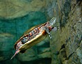 DSC_8260 painted turtle.jpg