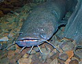 DSC_8271 40-lb flathead catfish and crawfish.jpg