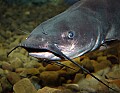 DSC_8305 bullhead catfish.jpg