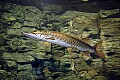 DSC_8398 muskie.jpg