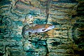 DSC_8400 rainbow trout.jpg