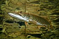 DSC_8442 muskie (great).jpg