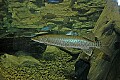 DSC_8553 muskie.jpg