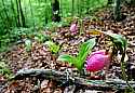 _MG_0921 stand of pink lady's slippers 13x19.jpg