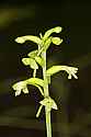 _MG_1302 green wood orchid.jpg