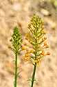 _MG_1325 yellow-fringed orchids.jpg