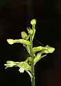 _MG_1791 green wood orchid.jpg