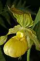 _MG_4261 yellow lady's slipper.jpg