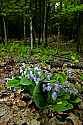 _MG_4445 showy orchis.jpg