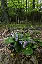 _MG_4467 showy orchis.jpg