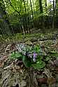 _MG_4505 showy orchis.jpg