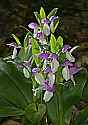 _MG_4607 showy orchis.jpg