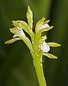 _MG_4657 early coralroot.jpg