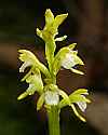 _MG_4659 early coralroot.jpg