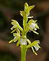 _MG_4663 early coralroot.jpg