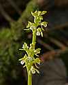 _MG_4670 early coralroot.jpg