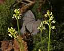 _MG_4675 early coralroot 1.jpg