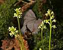 _MG_4675 early coralroot.jpg