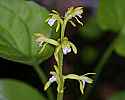 _MG_4770 early coralroot.jpg