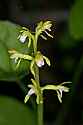 _MG_4771 early coralroot.jpg