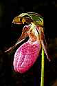 _MG_4928 pink lady's slipper 2.jpg