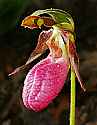 _MG_4928 pink lady's slipper.jpg