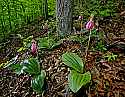 _MG_4931 pink lady's slippers hor darker.jpg