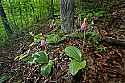 _MG_4932 pink lady's slippers on hillside.jpg