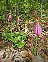 _MG_4965 pink lady's slipper.jpg