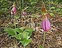 _MG_4965 pink lady's slippers horizontal.jpg