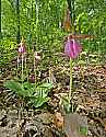 _MG_4966 pink lady's slippers vert.jpg