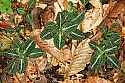 _MG_5050 rattlesnake plantain.jpg