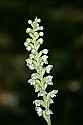 _MG_5051 rattlesnake plantain.jpg