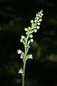 _MG_5053 rattlesnake plantain.jpg