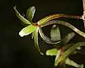 _MG_6167 cranefly orchid.jpg