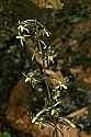 _MG_6169 cranefly orchid.jpg