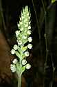 _MG_6176 rattlesnake plantain.jpg