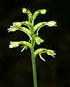 _MG_6179 green wood orchid.jpg