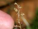 _MG_6534 heart-leaf twayblade.jpg