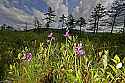 _MG_6567 grass pinks at sunset.jpg