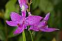 _MG_6574 grass pinks.jpg