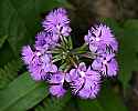 _MG_6679 purple fringed orchid.jpg