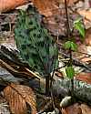 _MG_8567 crane fly orchid leaf.jpg