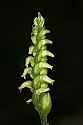 _MG_9217 little ladies tresses.jpg