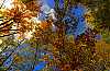 DSC_0169 fall treetops.jpg