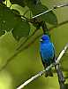 DSC_2139 indigo bunting-male.jpg